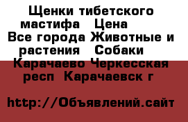 Щенки тибетского мастифа › Цена ­ 80 - Все города Животные и растения » Собаки   . Карачаево-Черкесская респ.,Карачаевск г.